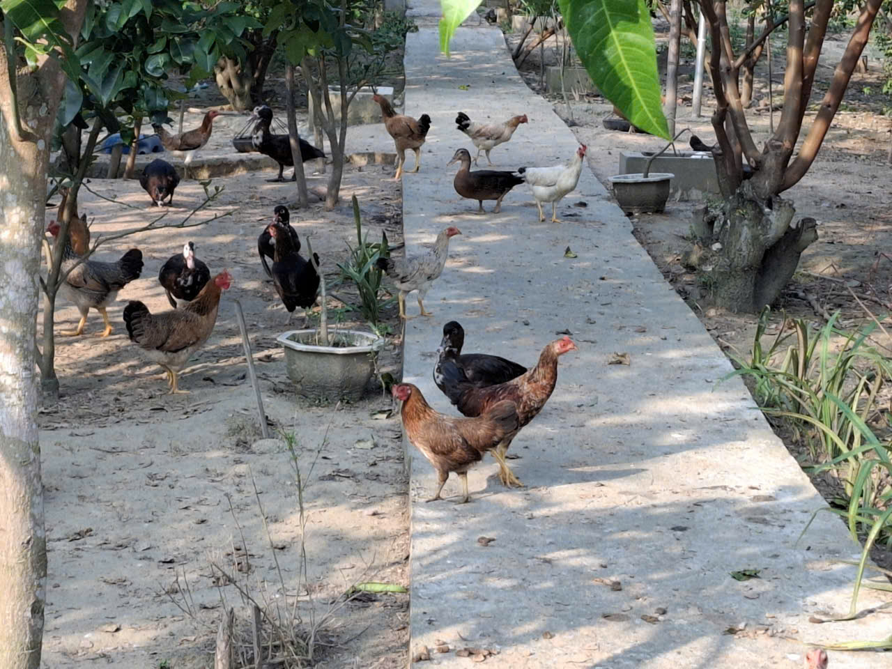 TRỨNG GÀ HUỒI CỚ
